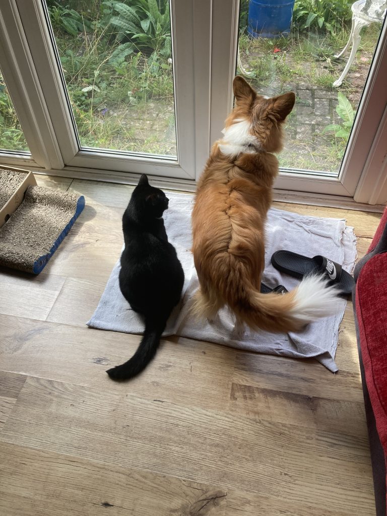 my pets caira the dog and momo the cat